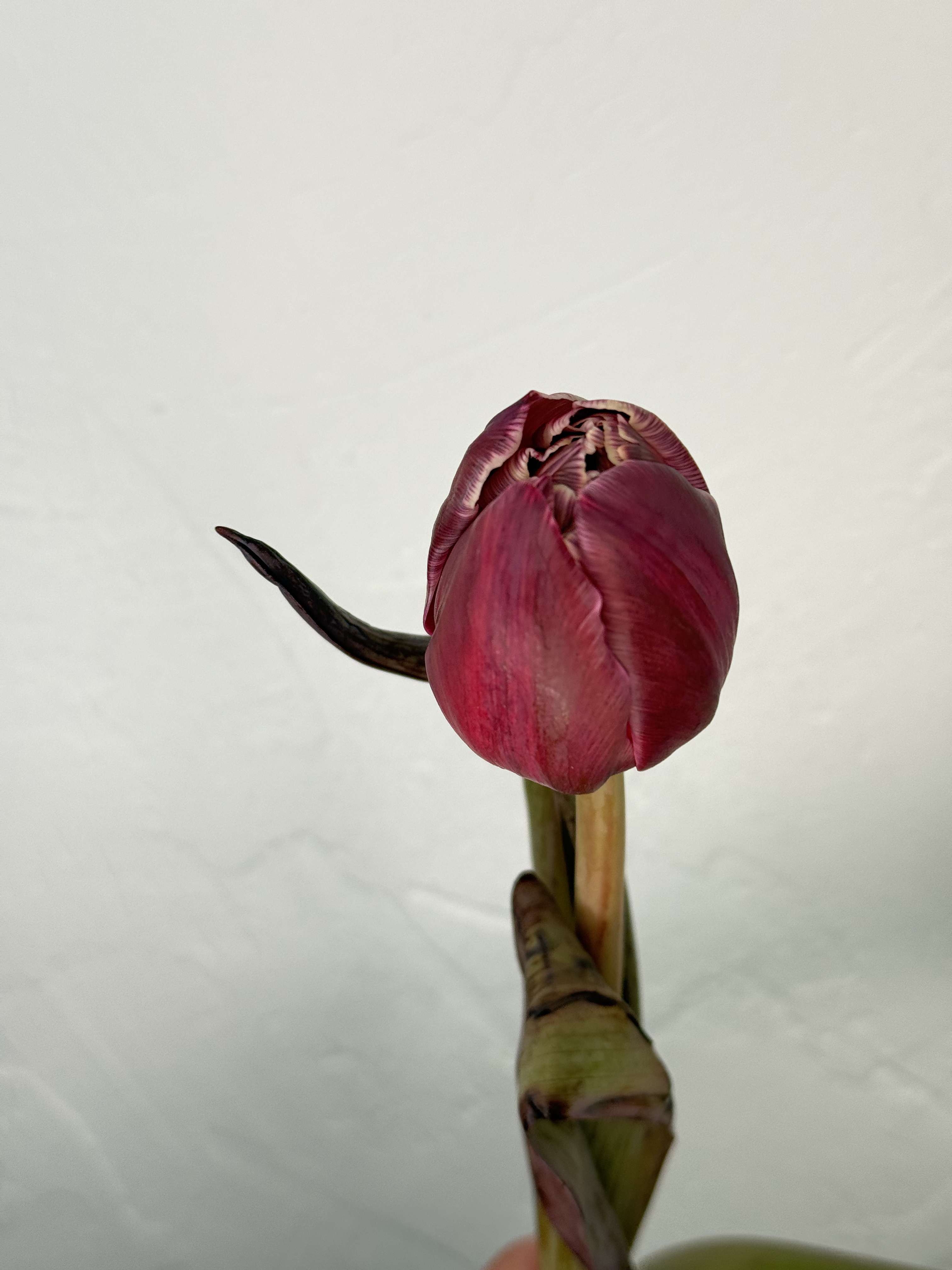 Aksominė naktis - 3