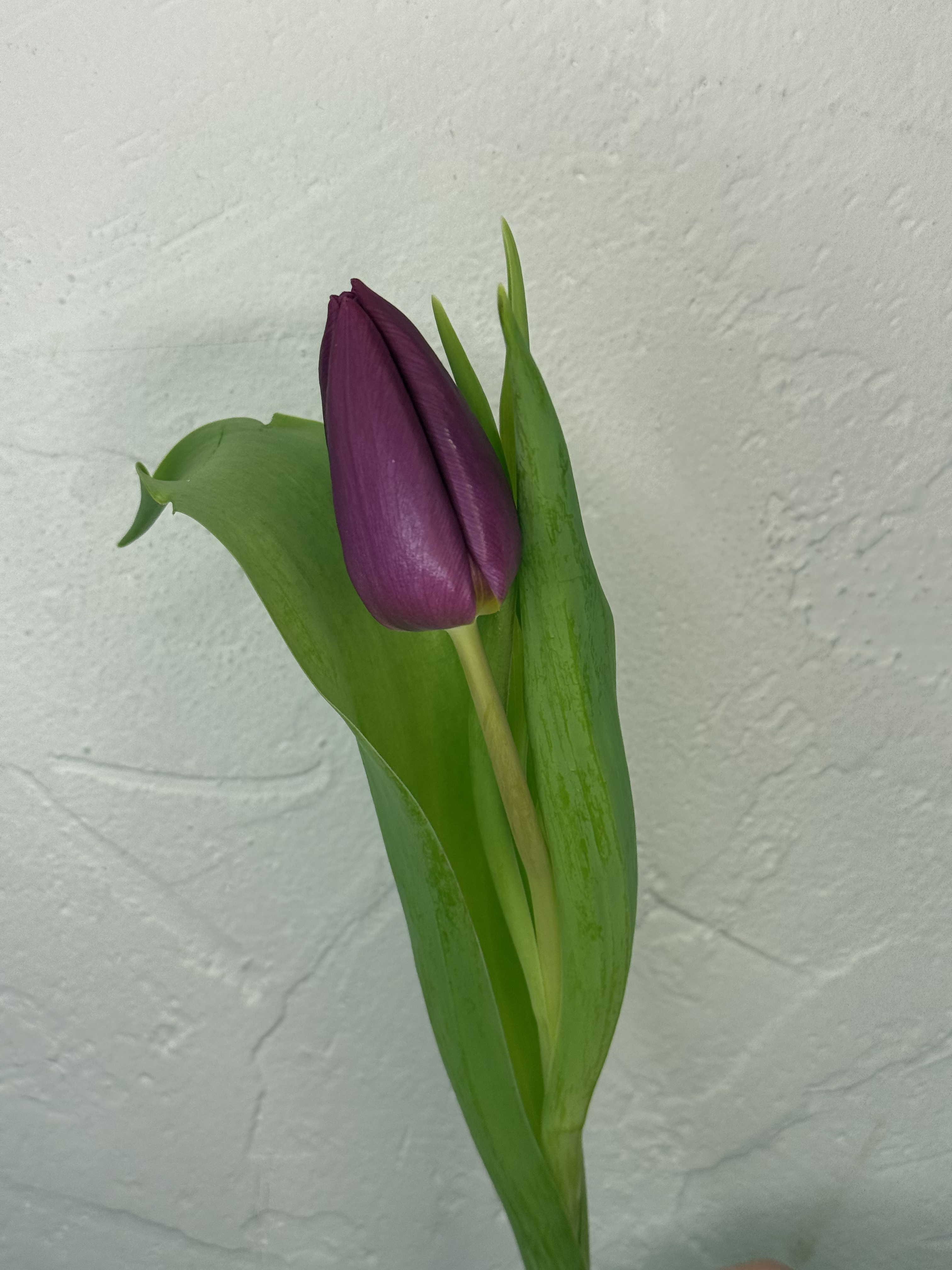 Karališka purpurė - 2