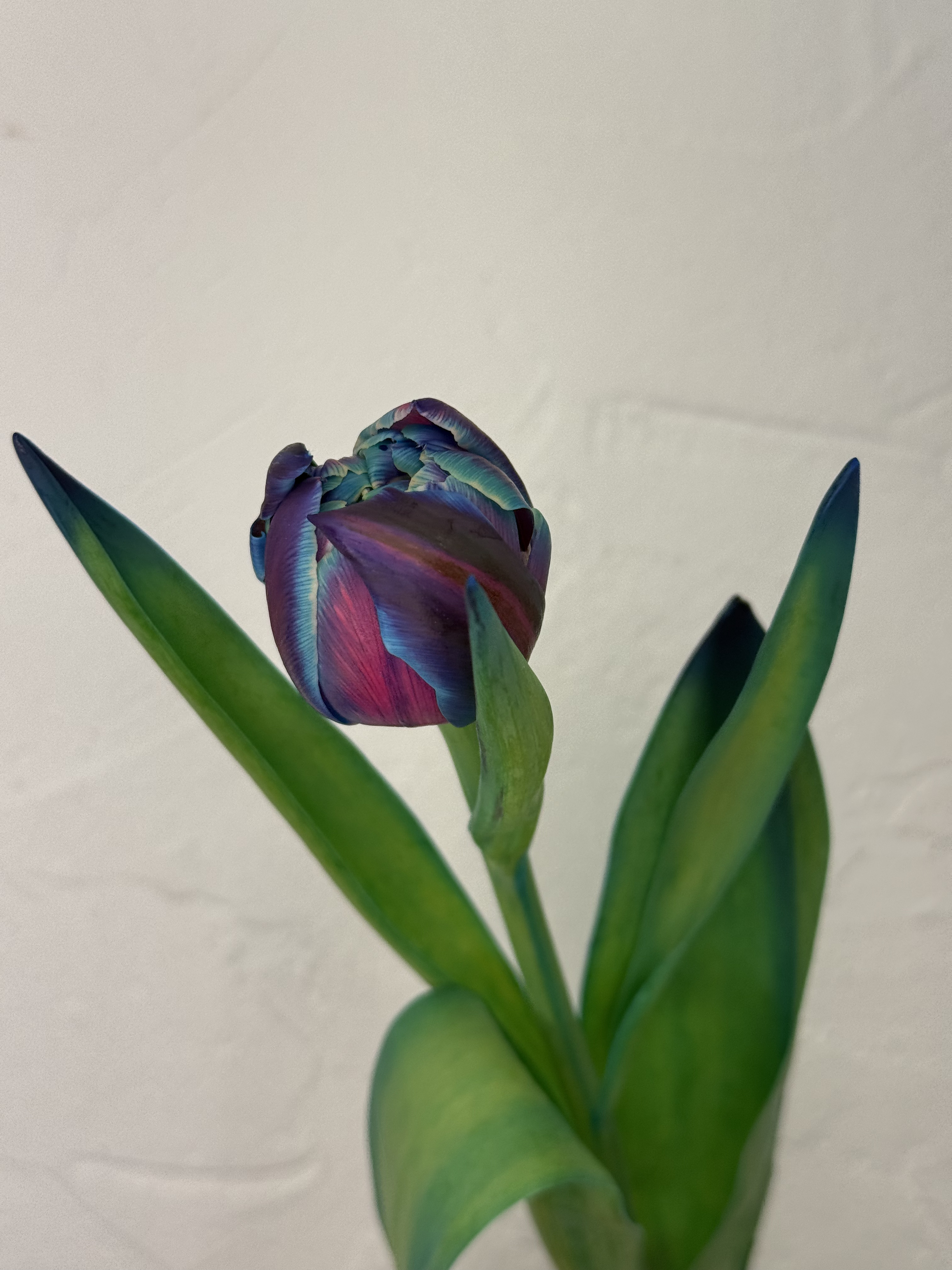 Mėlynoji paslaptis - 3