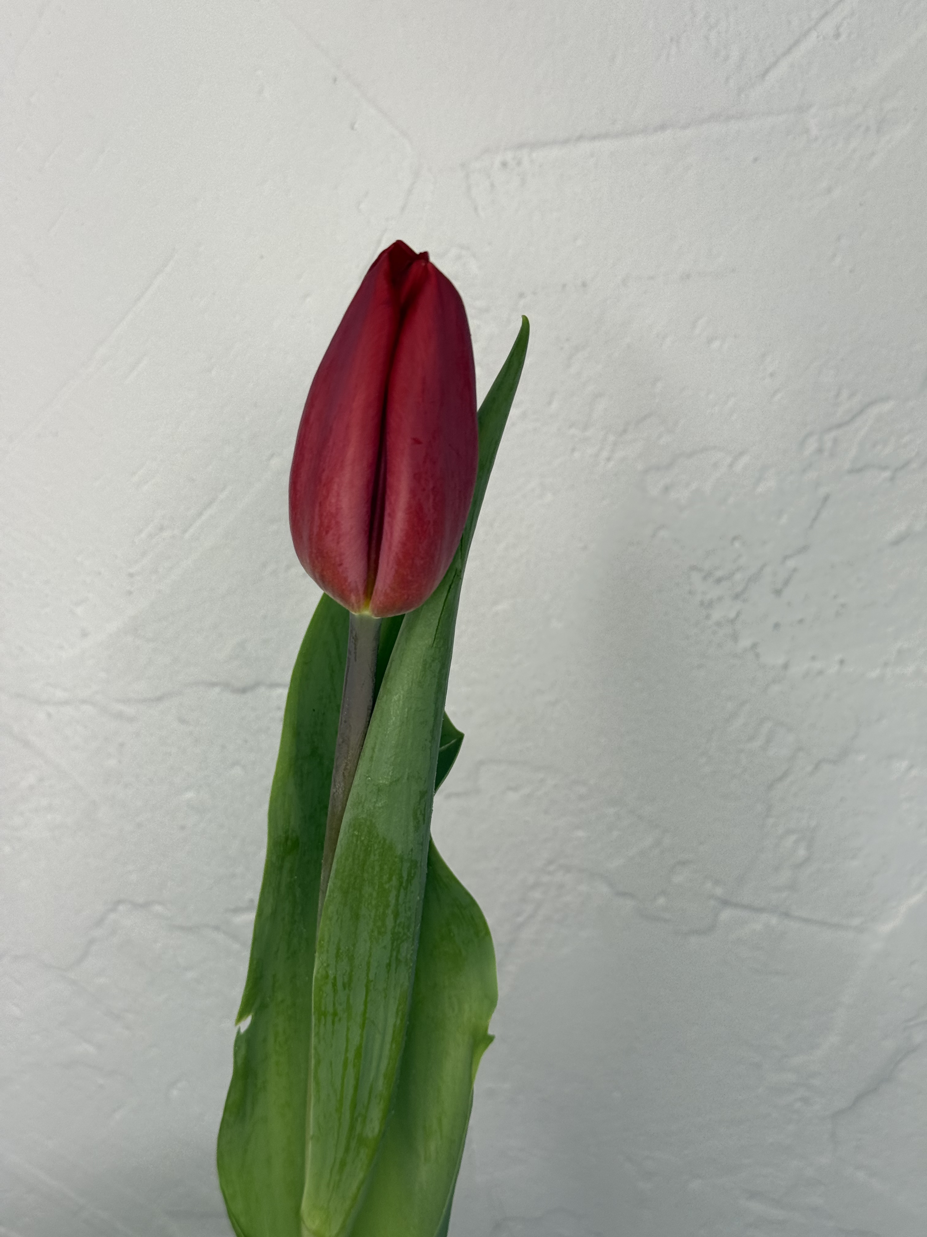 Pavasario žarija - 2