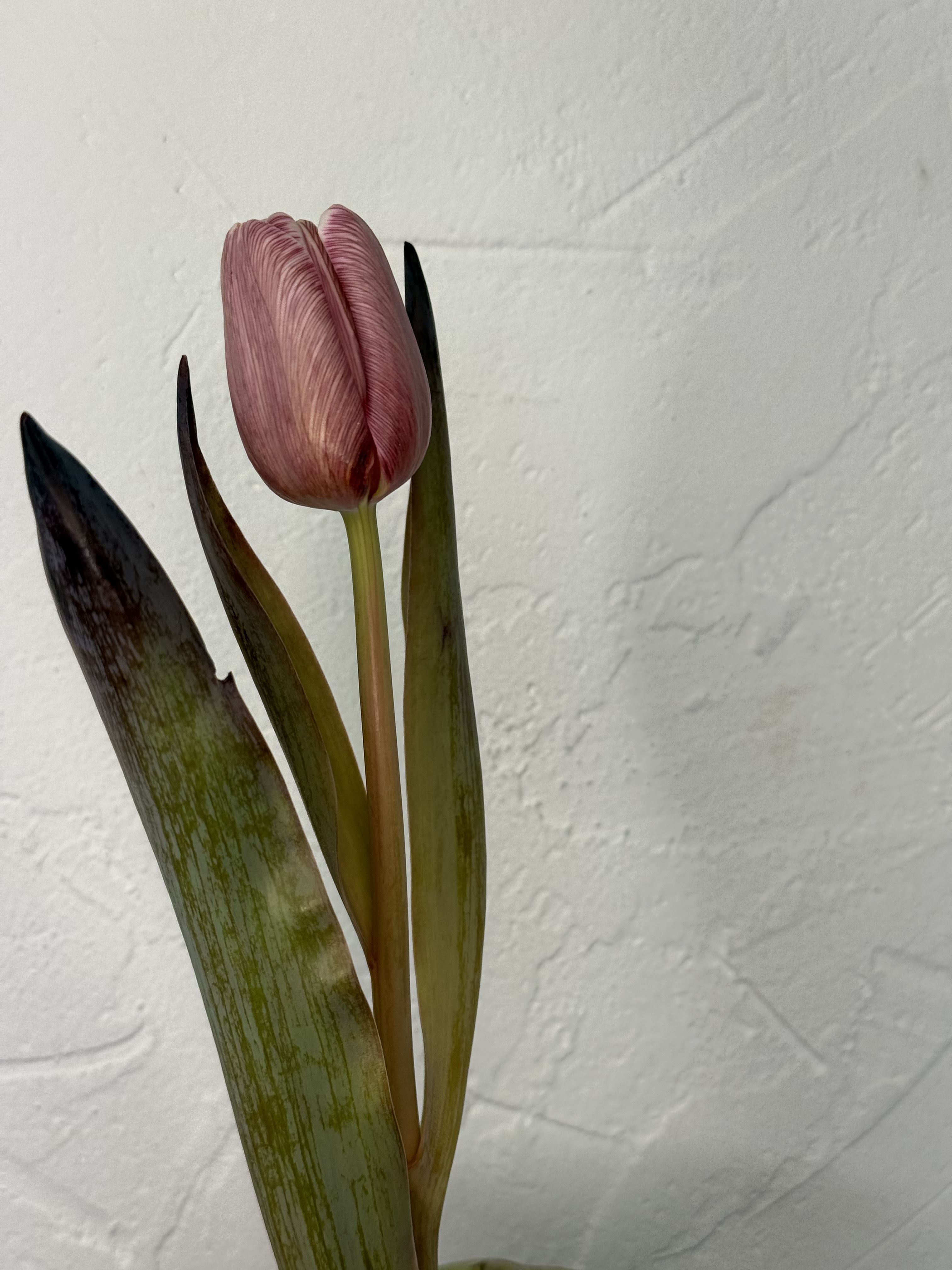 Perlamutrinė elegancija - 3