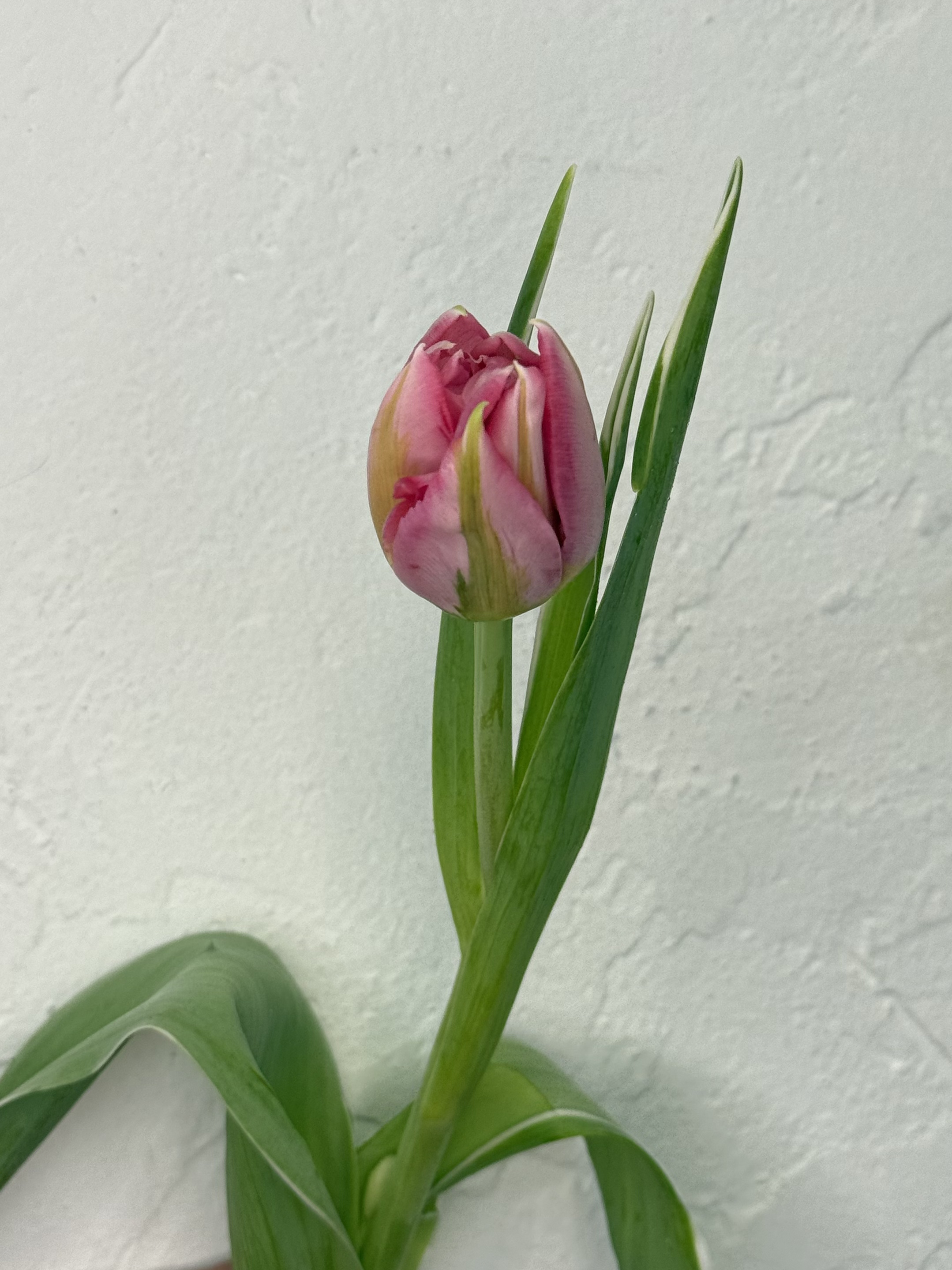 Rožinis švelnumas - 2