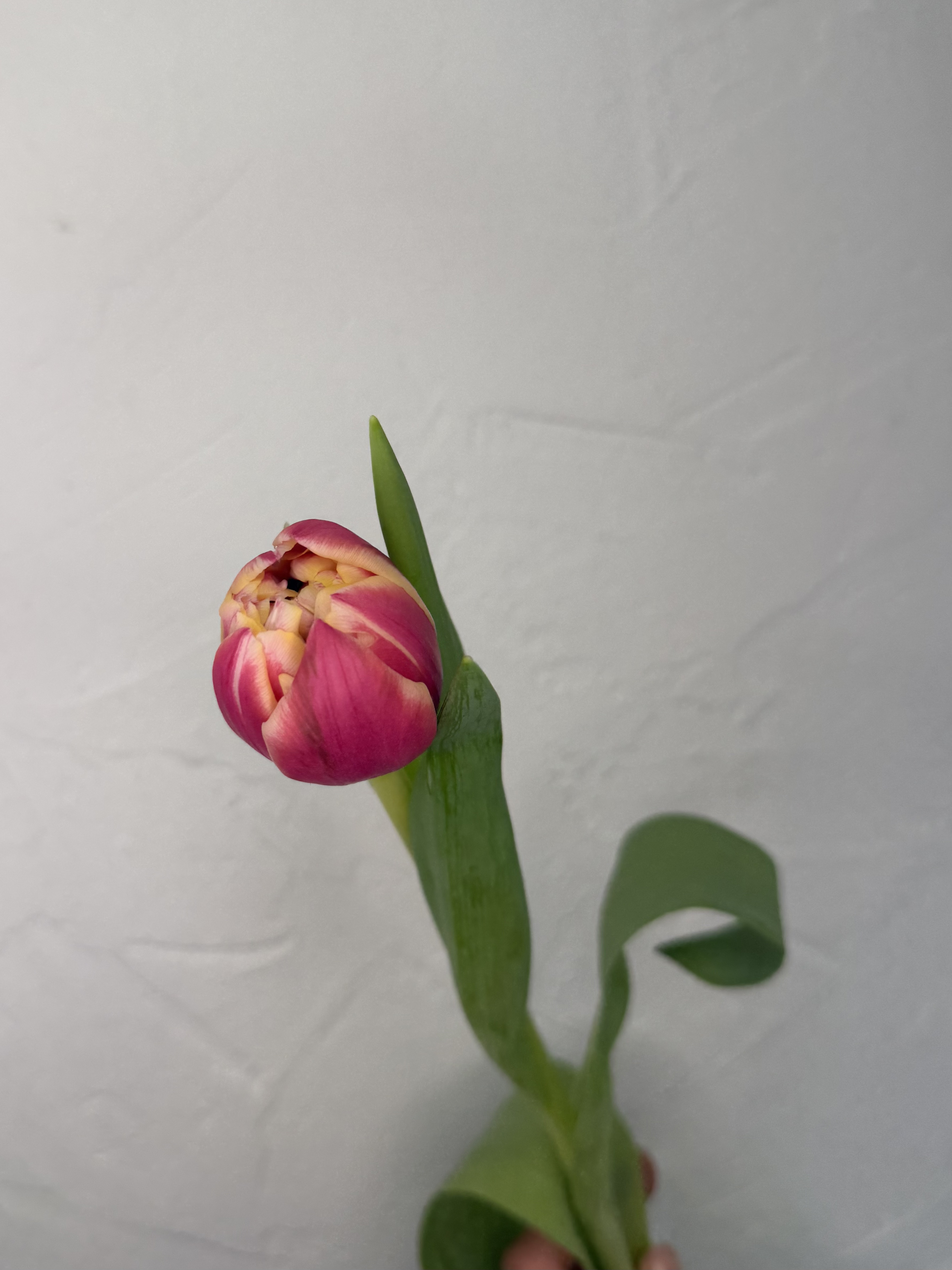 Saulėlydžio atspindys - 3